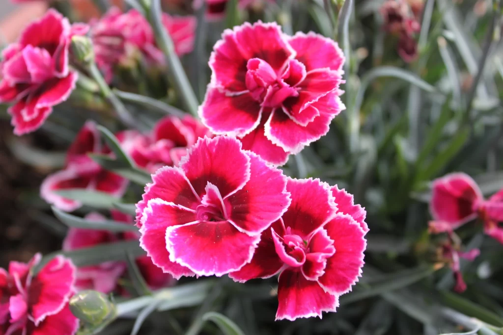 Pink Carnation Petals Ruffled Edges Green Leaves