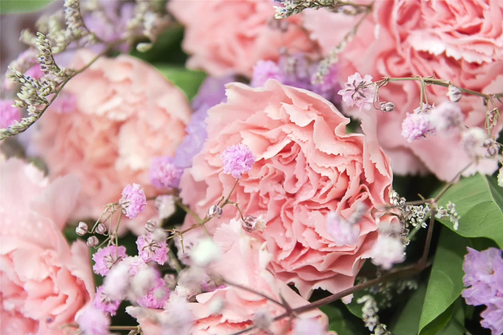 Pink Carnation Petals Ruffled Texture Green Leaves