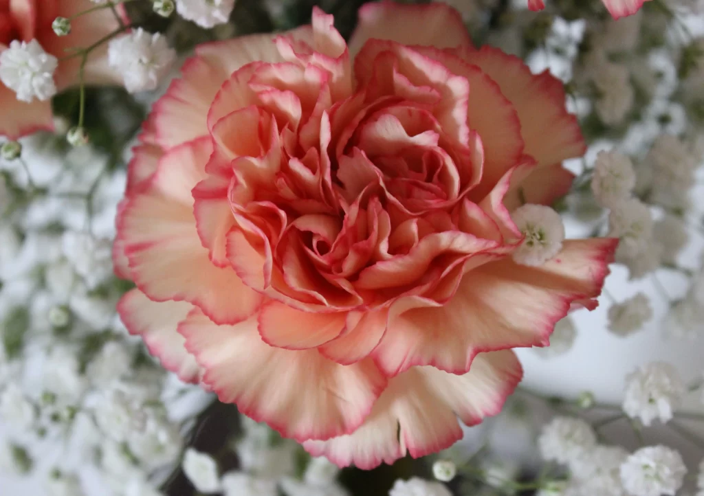 Pink Carnation Petals Ruffled Edges White Flowers
