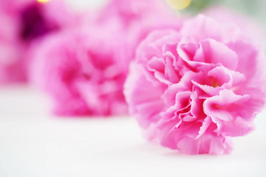 Pink Carnation Petals Ruffled Soft Focus