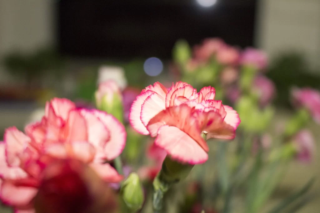 Pink Carnation Petals Ruffled Edges Green Stems