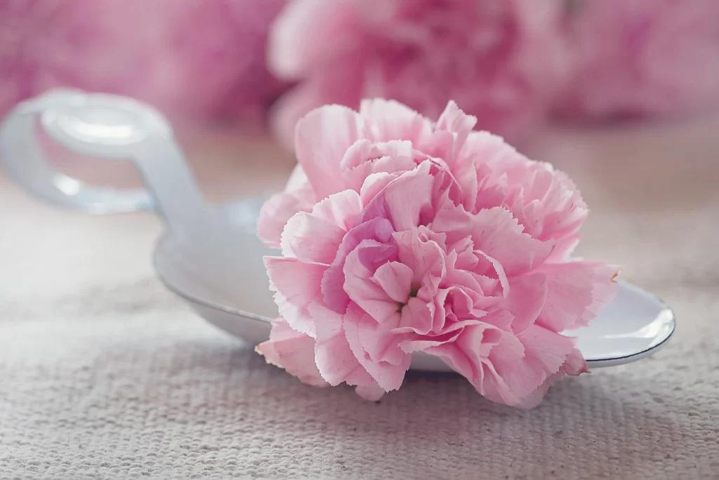 Pink Carnation Petals Soft Focus