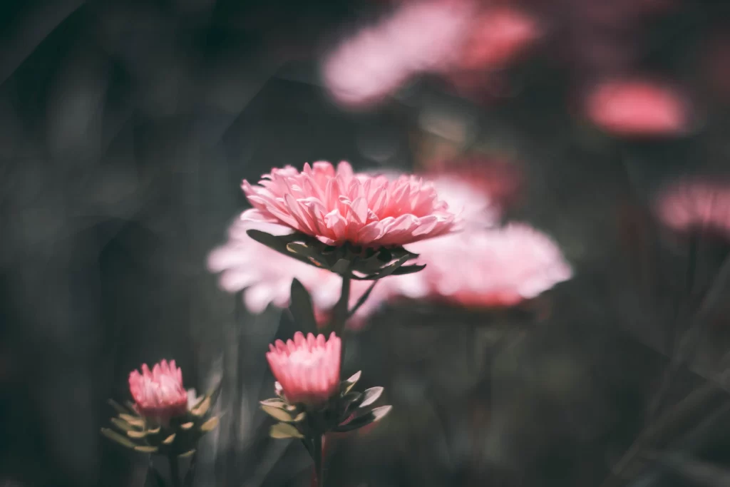 Pink Carnation Petals Soft Focus Blurred Background