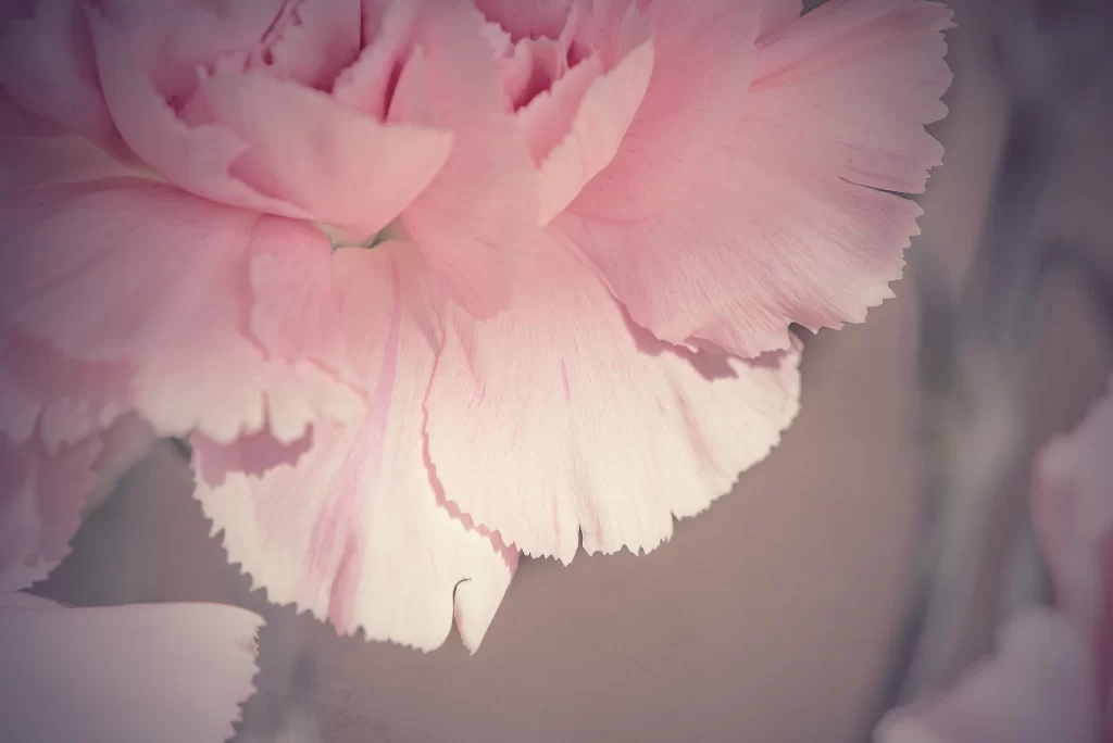 Pink Carnation Petals Soft Edges Delicate