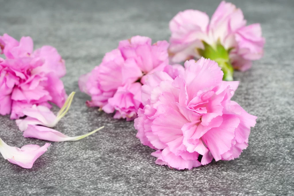Pink Carnation Petals Texture Green Stem