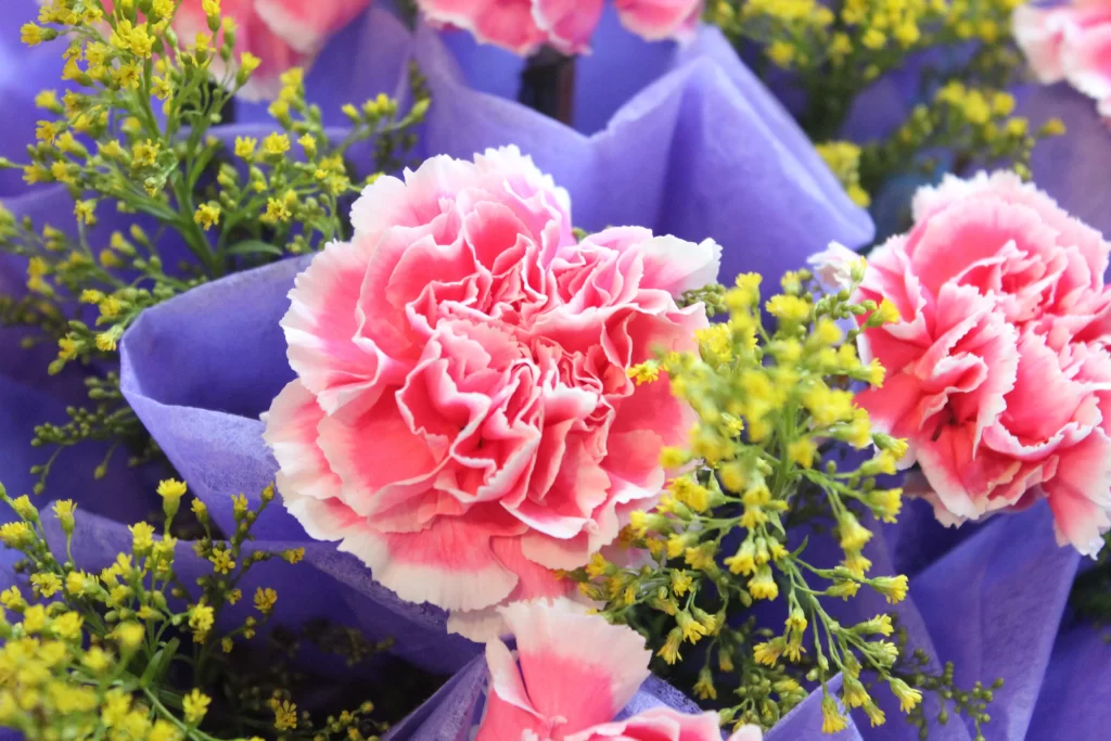 Pink Carnation Petals Yellow Green Purple