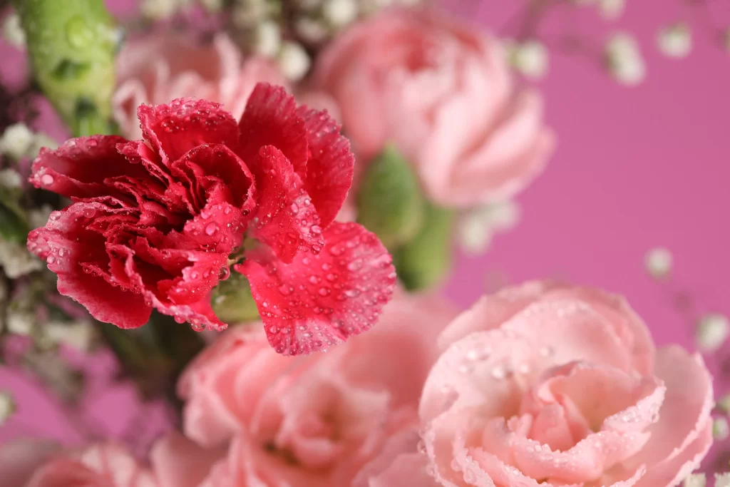 Pink Carnation Red Flower Petal Macro Photography