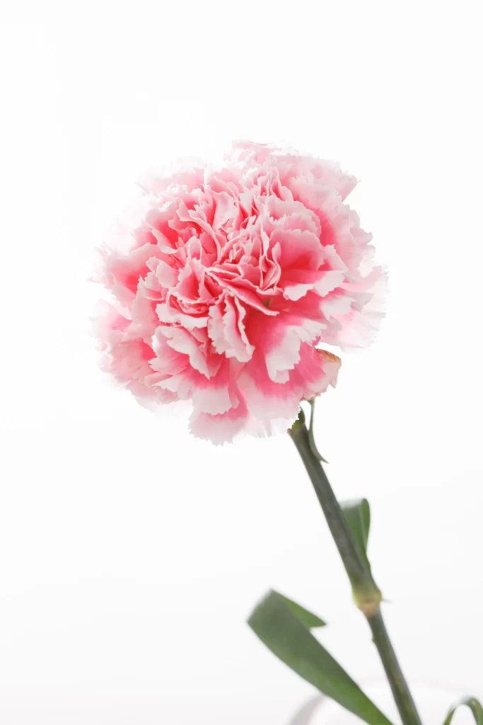 Pink Carnation Ruffled Petals Stem Green