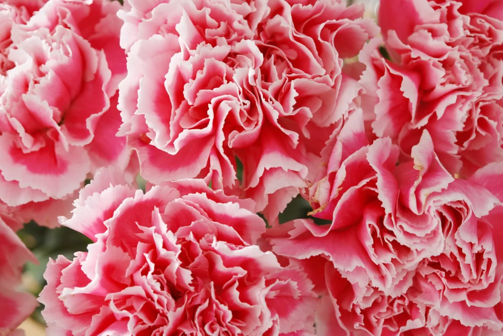 Pink Carnation Ruffled Petals Dense warm Texture