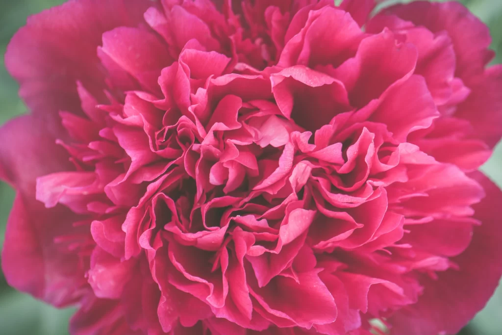 Pink Carnation Ruffled Petals Dense warm Texture