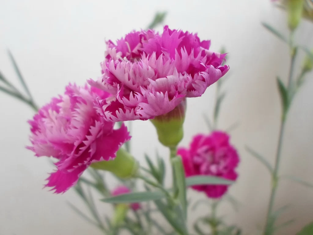 Pink Carnation Ruffled Petals Green gray Stems