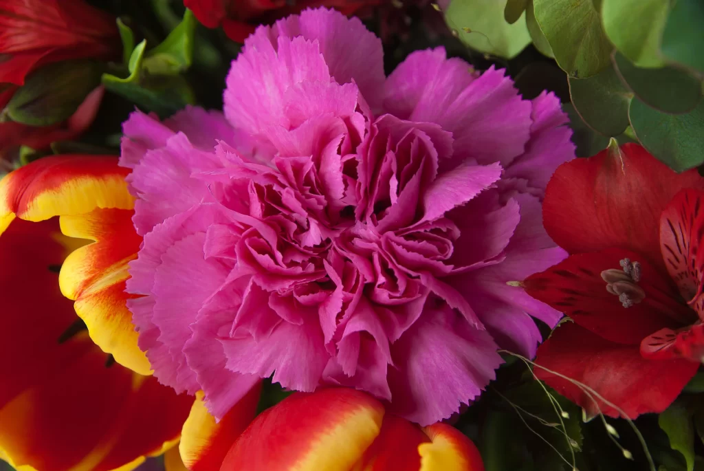 Pink Carnation Ruffled Petals Bright Vivid