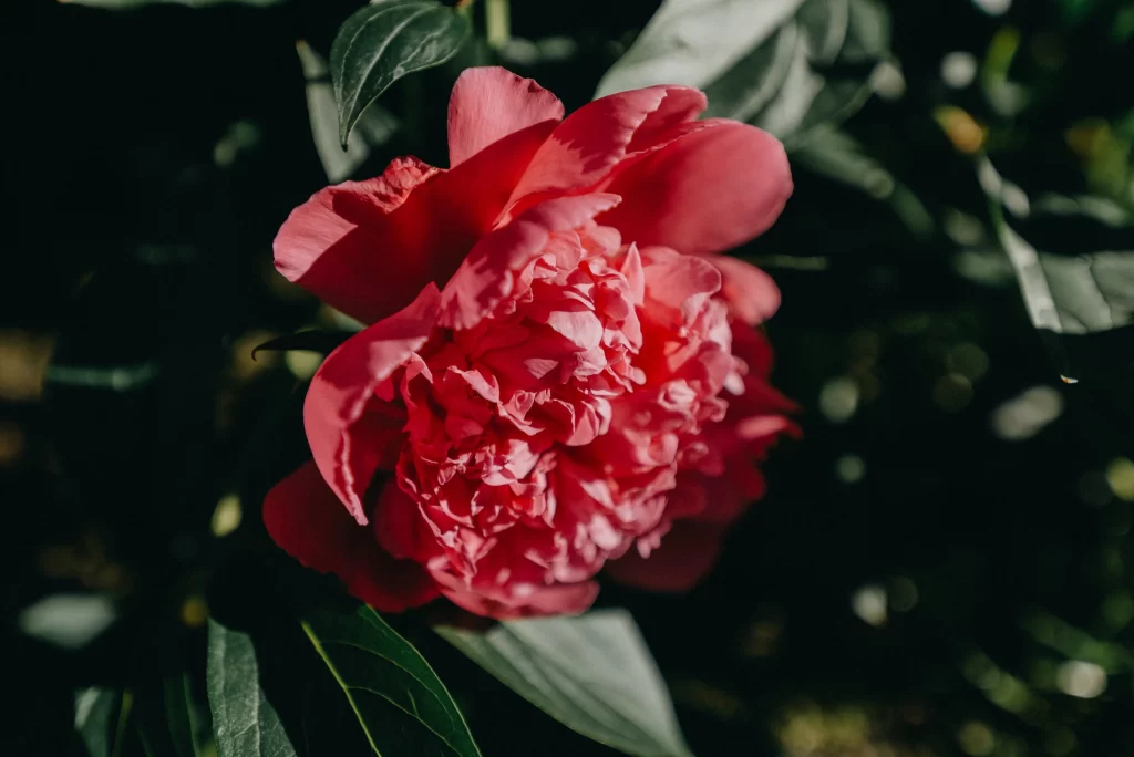 Pink Carnation Ruffled Petals Dark Background