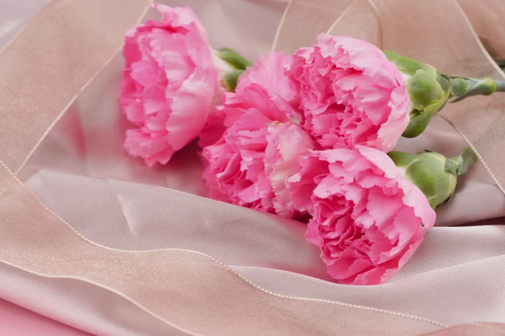 Pink Carnation Ruffled Petals Green warm Stems
