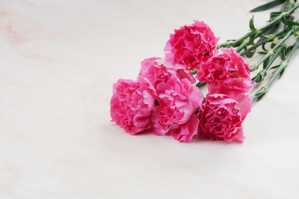 Pink Carnation Ruffled Petals Green warm Stems