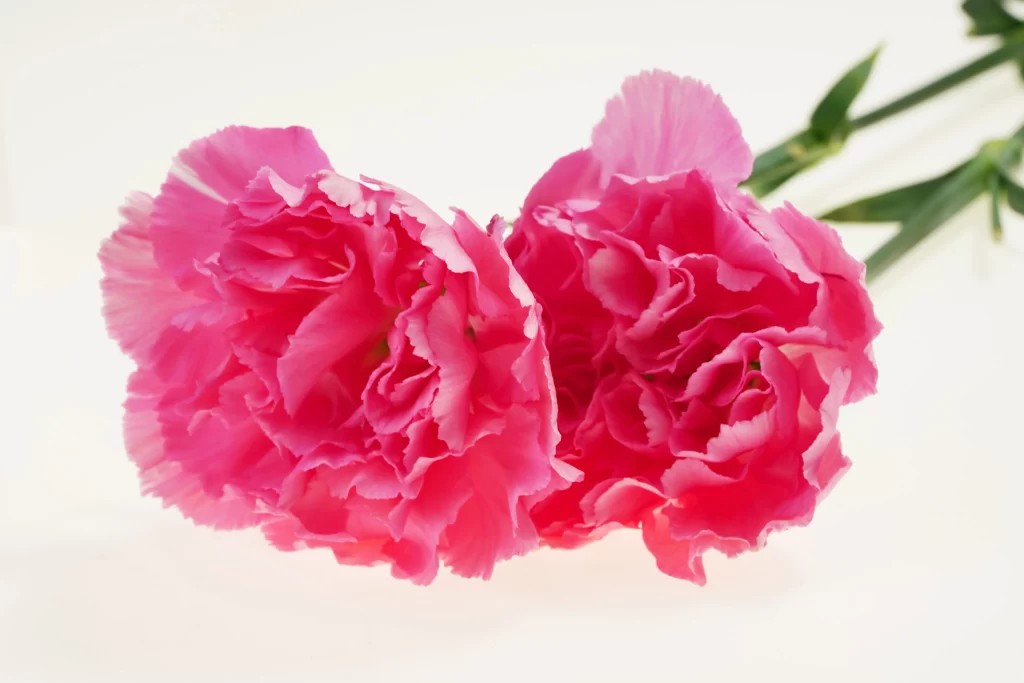 Pink Carnation Ruffled Petals Green Stem