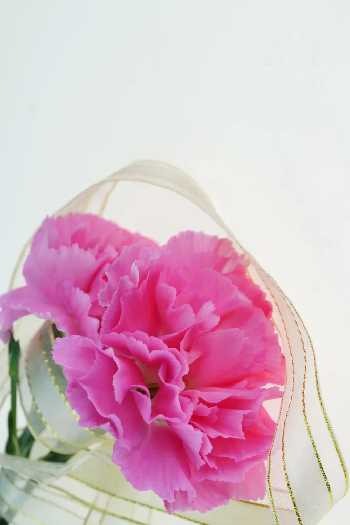 Pink Carnation Ruffled Petals White Background
