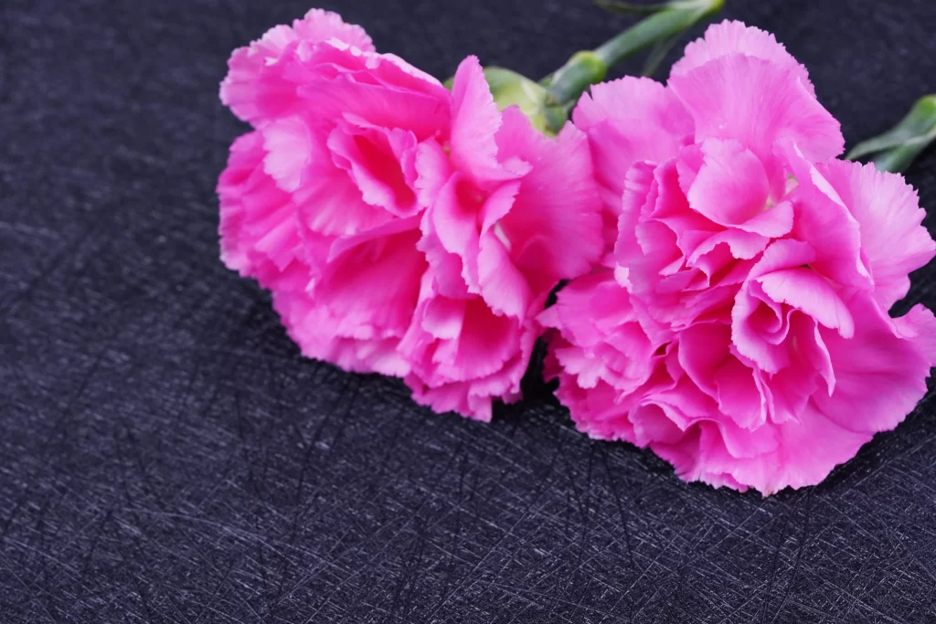 Pink Carnation Ruffled Petals Dark warm Background
