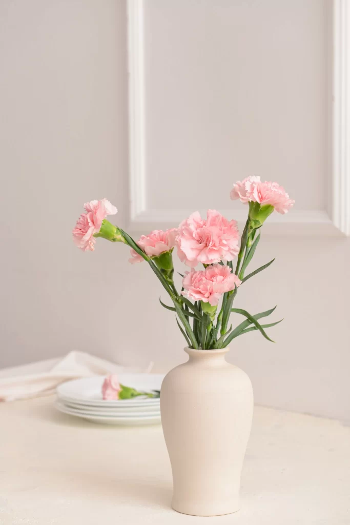 Pink Carnation Vase Green Stems White Background