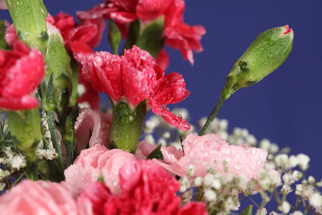Pink Carnation White Babys Breath Dewdrops Blue Background