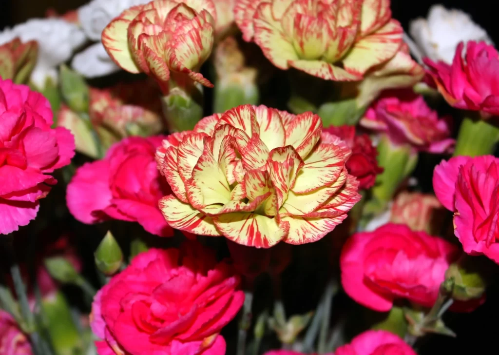 Pink Carnation Yellow Red Petals Stripes