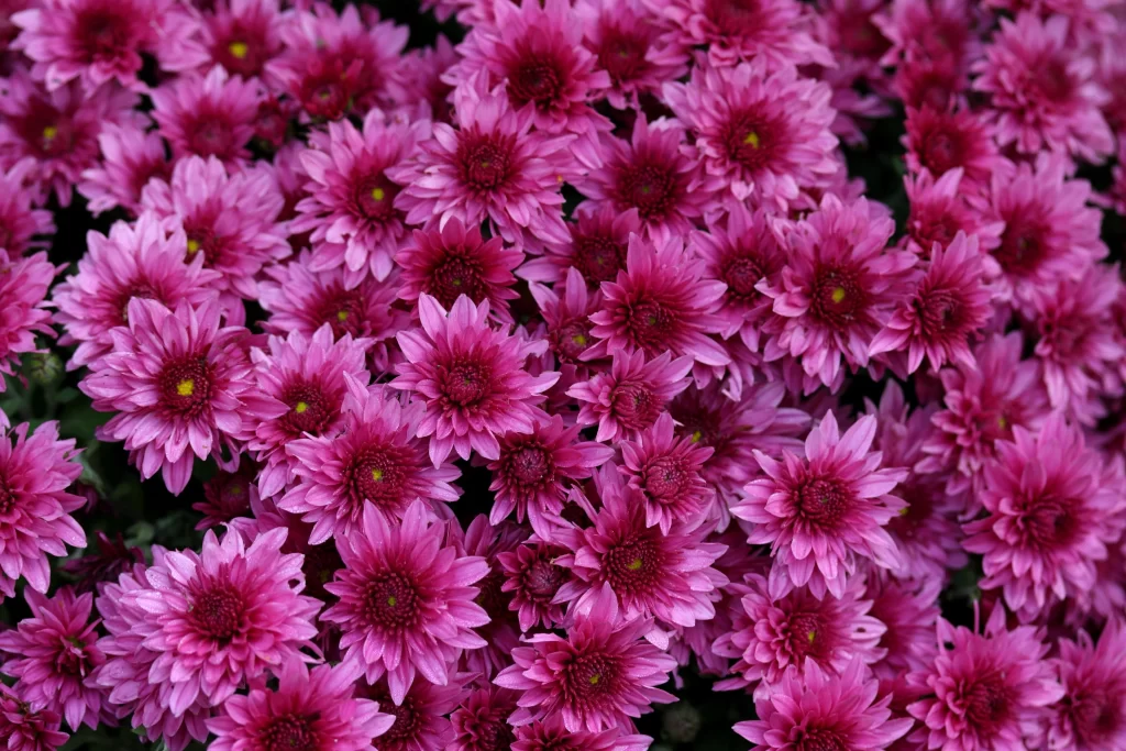 Pink Chrysanthemum Bloom Petals Dense warm Cluster