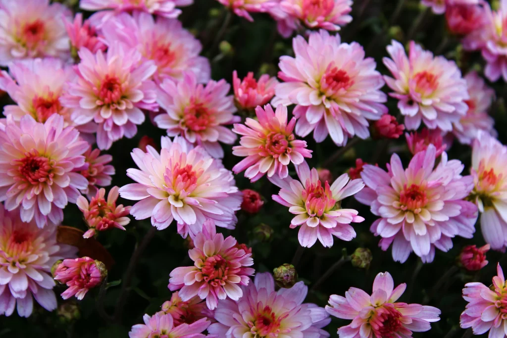 Pink Chrysanthemum Bloom Petals Dark warm Background