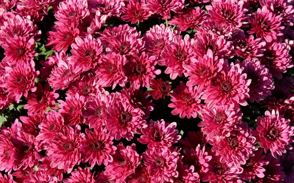 Pink Chrysanthemum Bloom Petals Dense red Sunlight