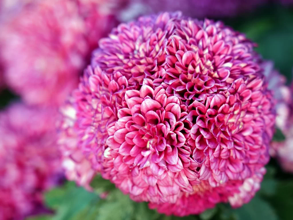 Pink Chrysanthemum Bloom Petals Dense warm Rounded