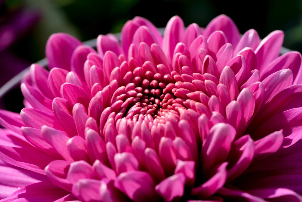 Pink Chrysanthemum Bloom Petals Dense warm Rounded