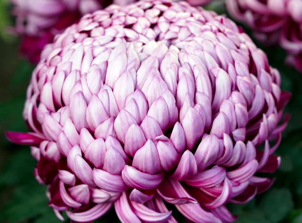 Pink Chrysanthemum Bloom Petals Curved Edges