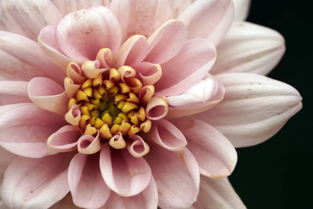 Pink Chrysanthemum Bloom Petals Yellow warm Center