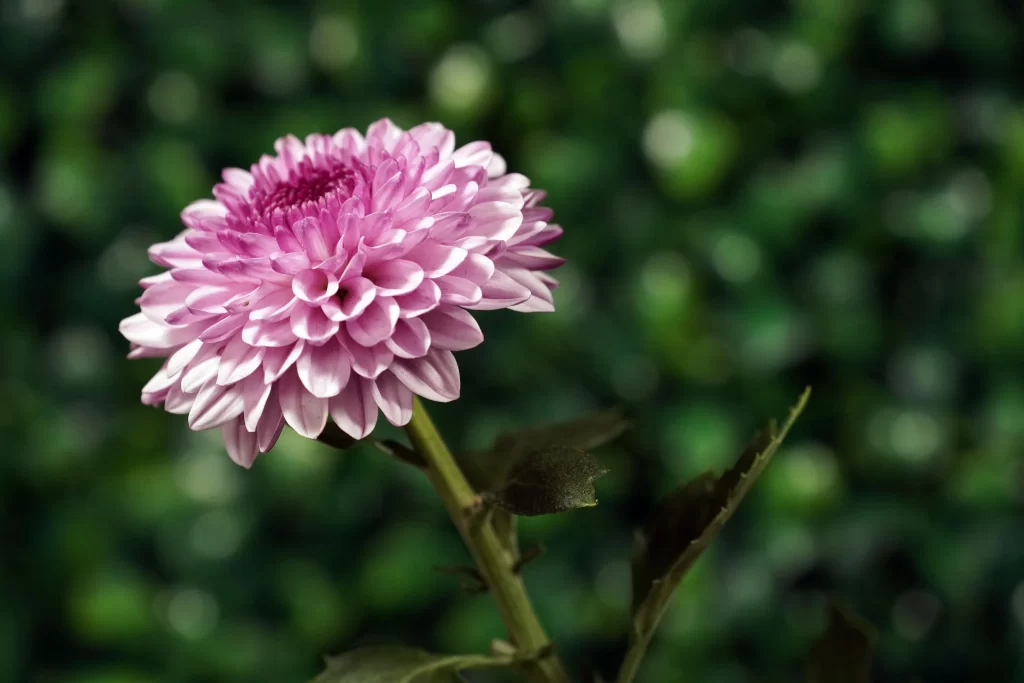 Pink Chrysanthemum Bloom Petals gray Garden