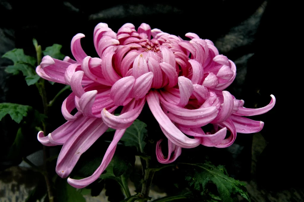 Pink Chrysanthemum Bloom Petals Curved Dewdrops