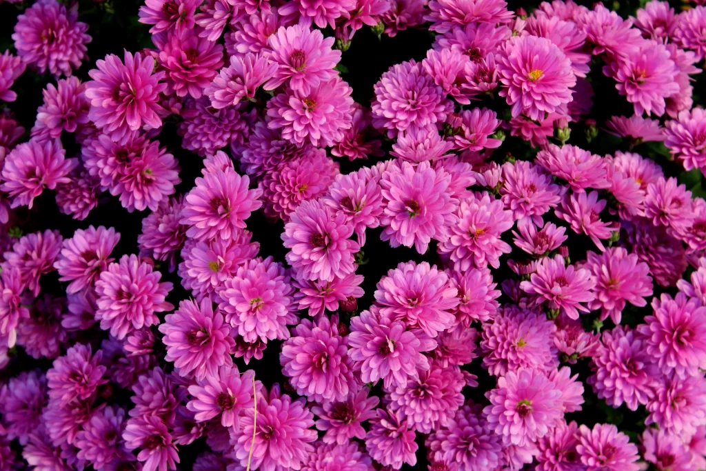 Pink Chrysanthemum Bloom Petals Dense warm Cluster