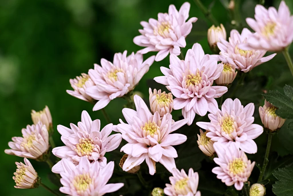 Pink Chrysanthemum Bloom Petals Yellow gray Center