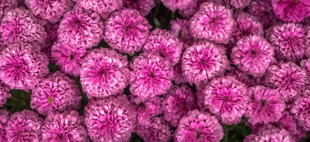 Pink Chrysanthemum Bloom Petals warm Dense