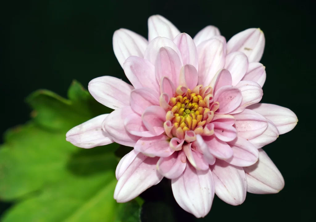Pink Chrysanthemum Bloom Petals Yellow Center Green gray Leaves