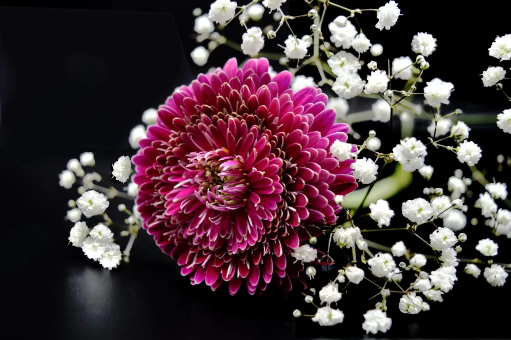 Pink Chrysanthemum Bloom Petals White Babys Breath
