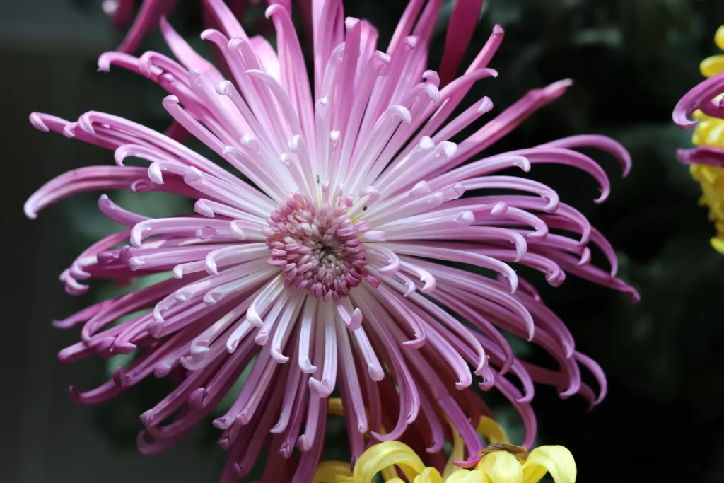 Pink Chrysanthemum Bloom Petals Curved Dark Background