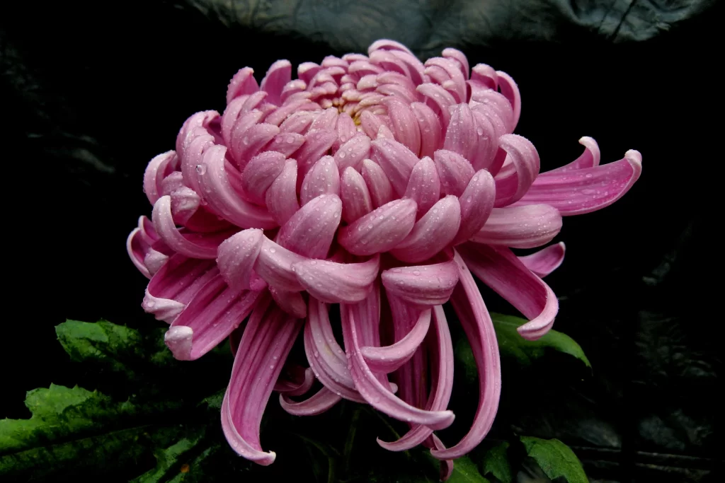 Pink Chrysanthemum Bloom Petals dark Dewdrops