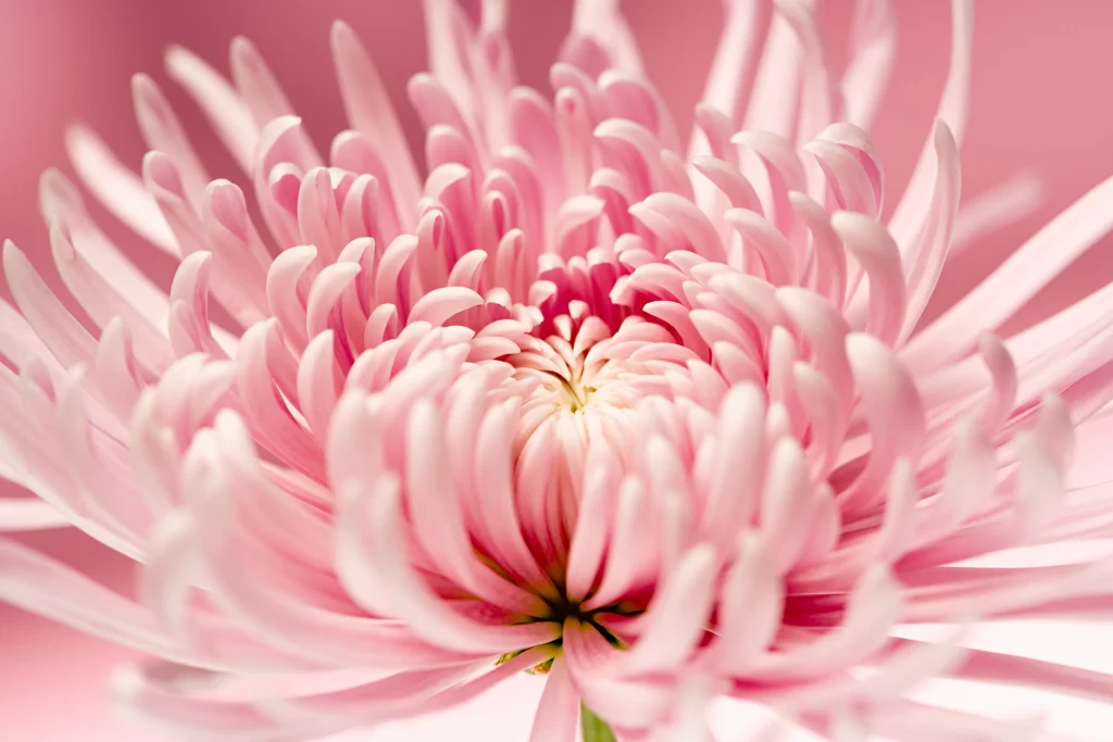 Pink Chrysanthemum Bloom Petals Soft warm Focus