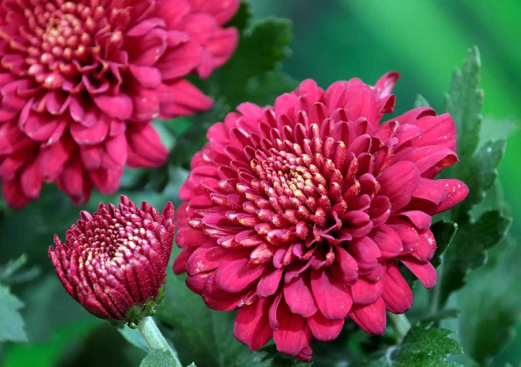Pink Chrysanthemum Bloom Petals Dense Layers