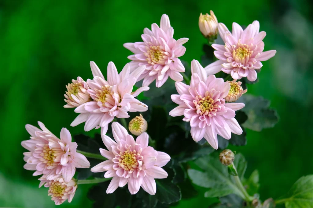 Pink Chrysanthemum Bloom Petals Yellow Center Green warm Leaves