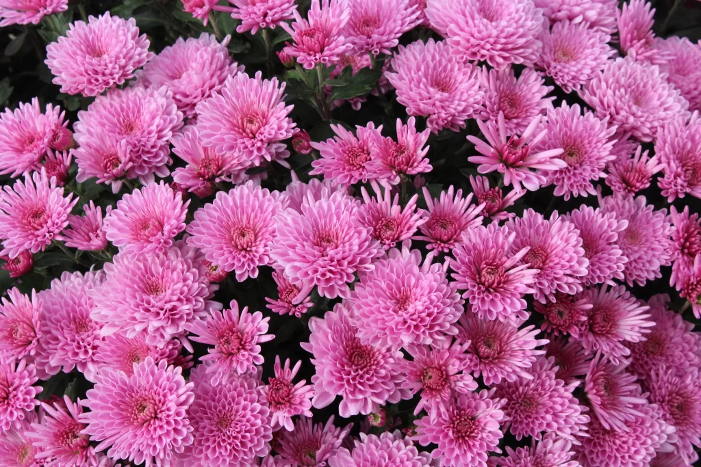 Pink Chrysanthemum Bloom Petals Dense warm Cluster