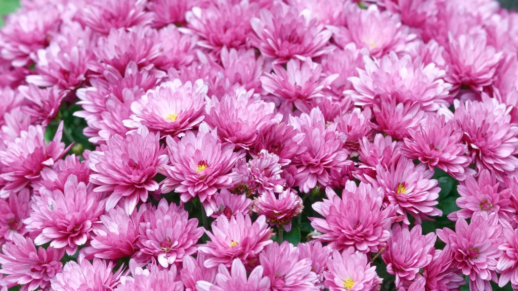 Pink Chrysanthemum Bloom Petals Dense warm Layered
