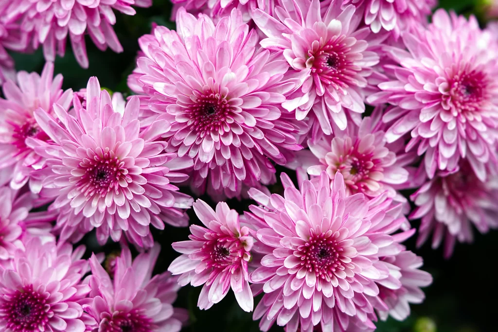 Pink Chrysanthemum Bloom Petals warm Dewdrops