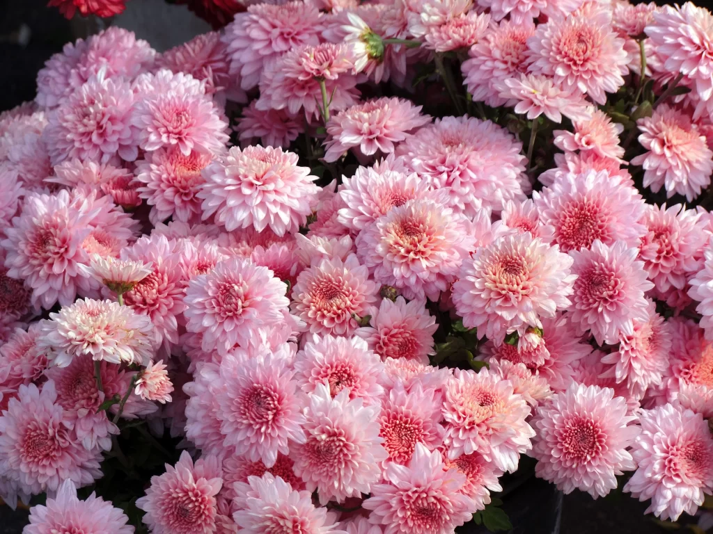Pink Chrysanthemum Bloom Petals Dense warm Cluster