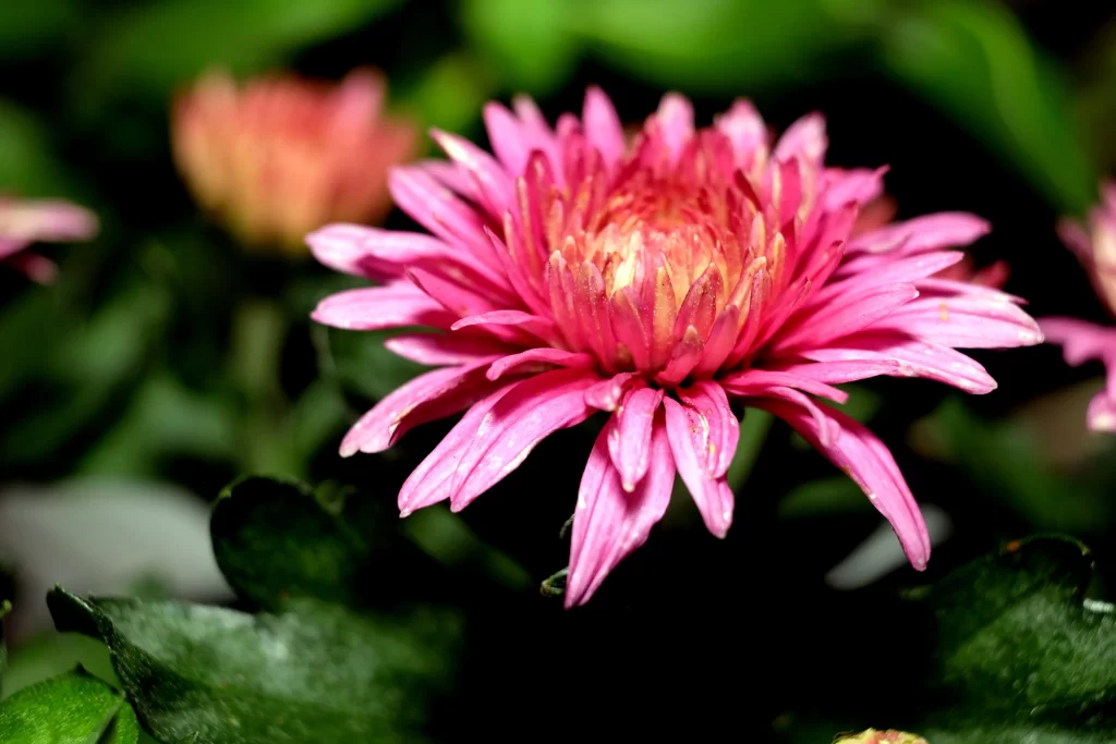 Pink Chrysanthemum Bloom Petals Dark gray Background