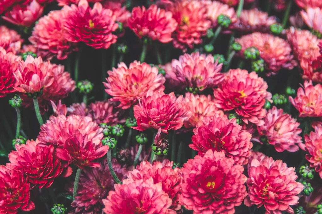 Pink Chrysanthemum Bloom Petals Dense warm Layered